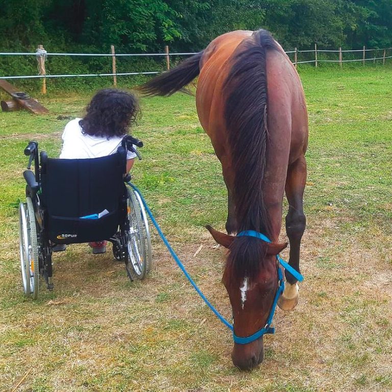 Une personne en fauteuil roulant observe un cheval en train de brouter.