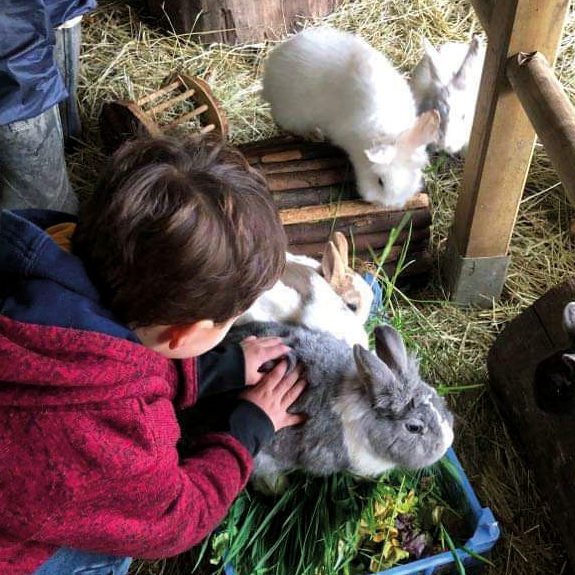 Un enfant caresse un lapin gris, entouré de lapins blancs et de foin.